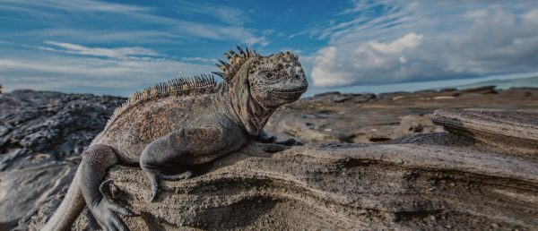Galapagos marine iguana on a rock.