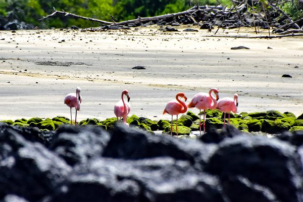 American Flamingos in Floreana Island, Galapagos