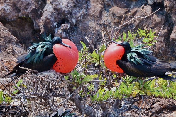 Great frigatebirds in Genovesa Island, Galapagos