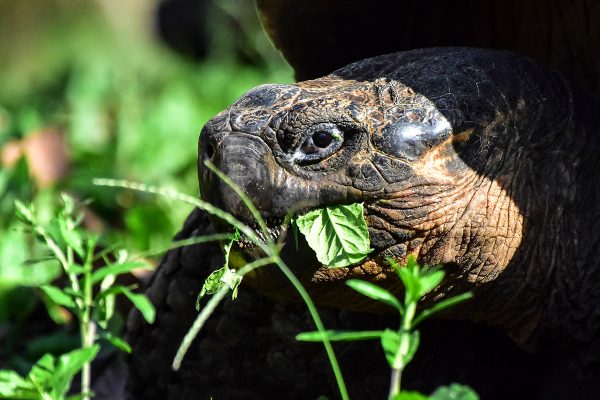Galapagos Giant Tortoise in Santa Cruz Island
