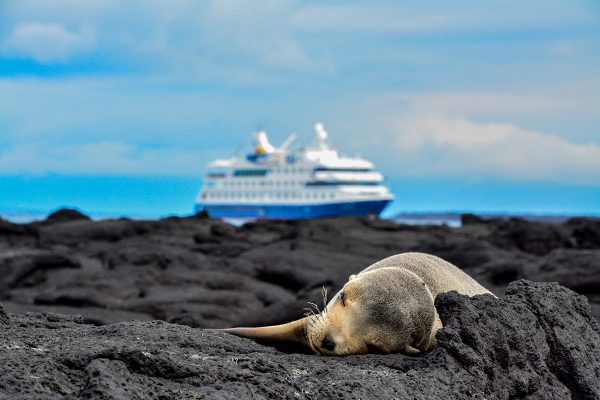 Sea Lion pup resting in the Galapagos Islands