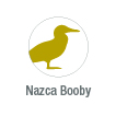 Nazca booby