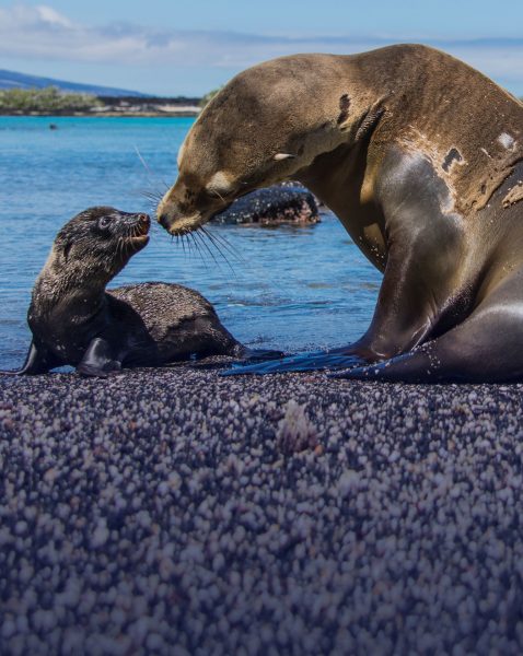 Galapagos Islands sea lion and its pup