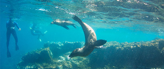 Snorkeling with sea lions in the Galapagos Islands