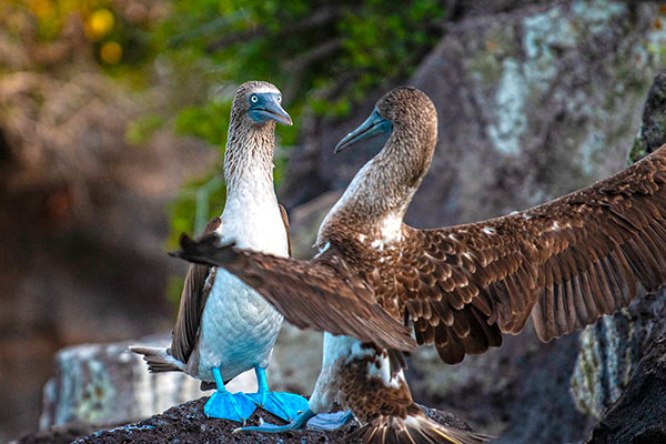 Iconic Galapagos' Species: Blue-footed boobies