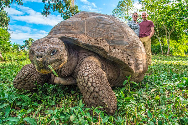 Galapagos Giant Tortoise at Santa Cruz Island's lush highlands