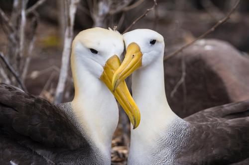 Galapagos albatross