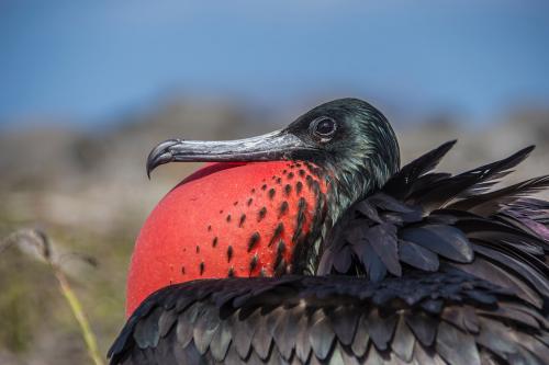 Galapagos frigatebird
